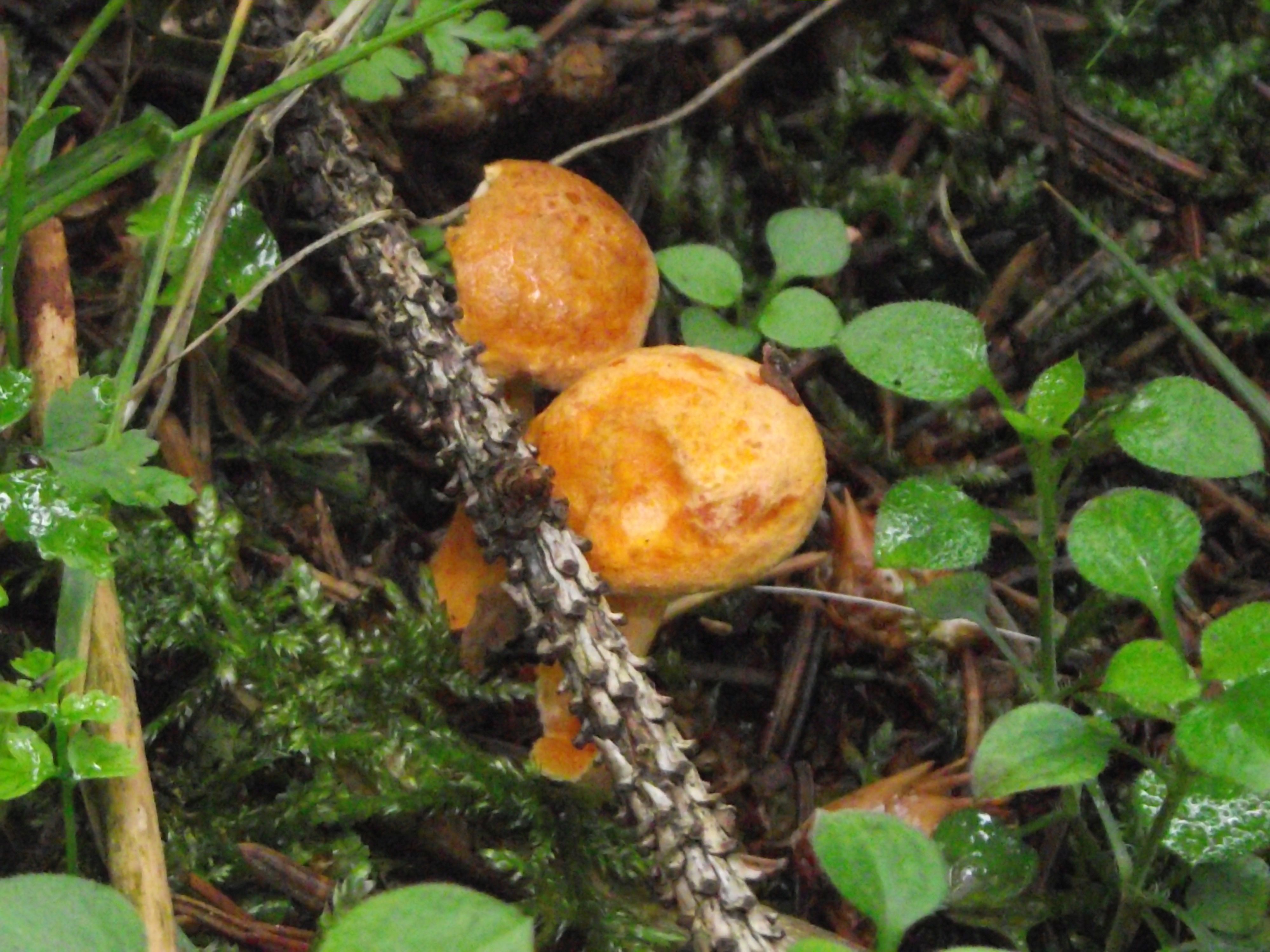 Falscher Pfifferling
